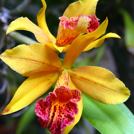 The Cattleya trianae orchid was chosen as the national flower of ...