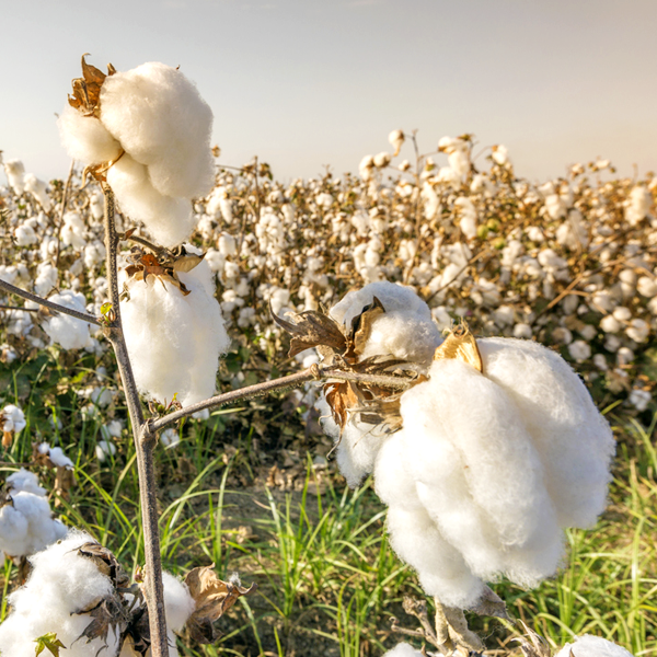 WHERE IS EGYPTIAN COTTON GROWN - King of Cotton