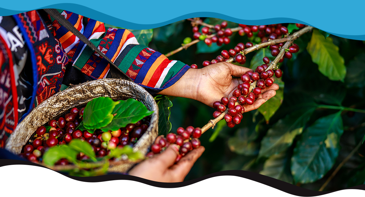 Harvesting coffee beans by hand