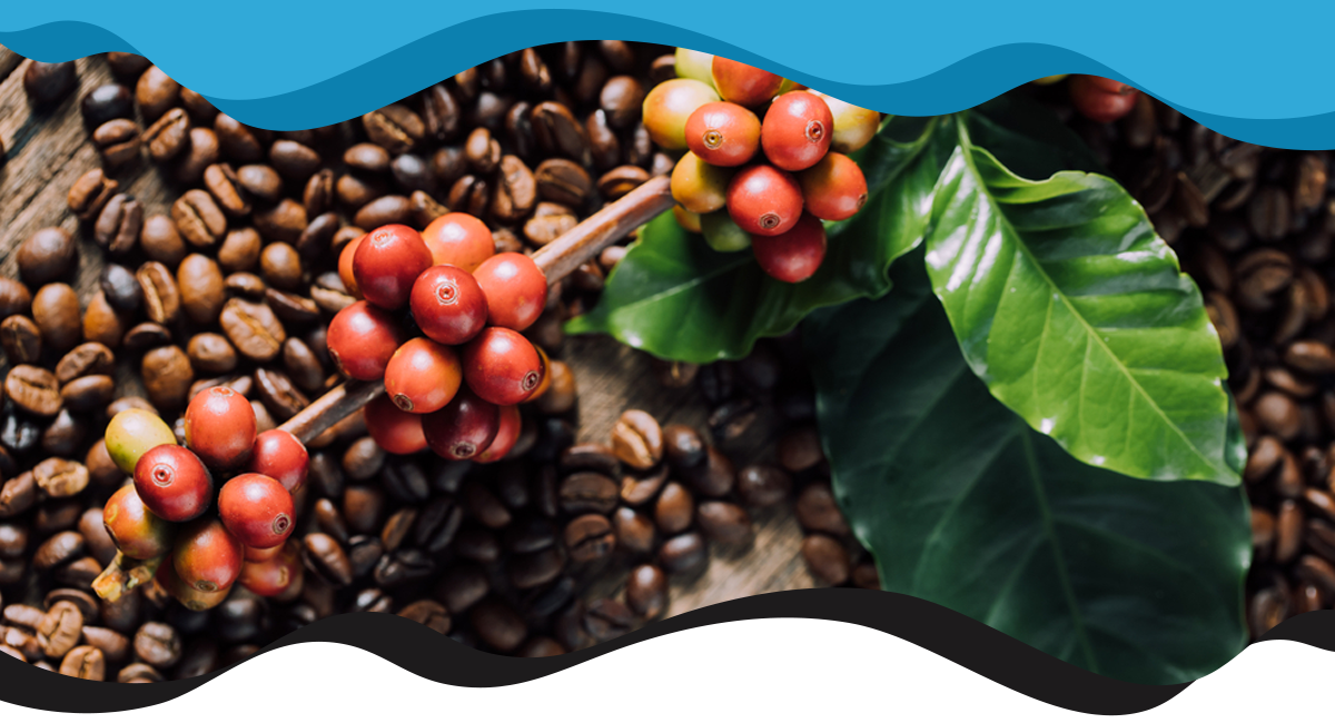 Coffee plant
