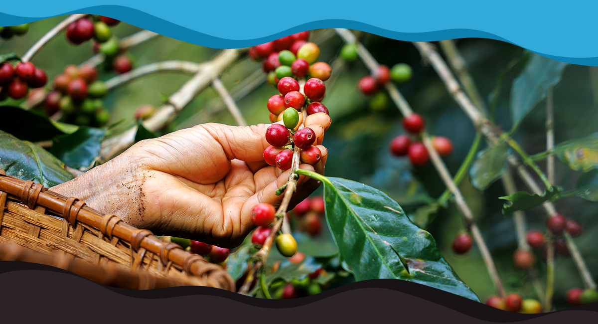 Challenges & Considerations in Fairtrade Sourcing