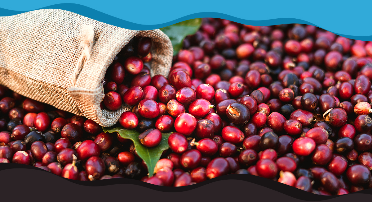 A Focus on Fairtrade Coffee