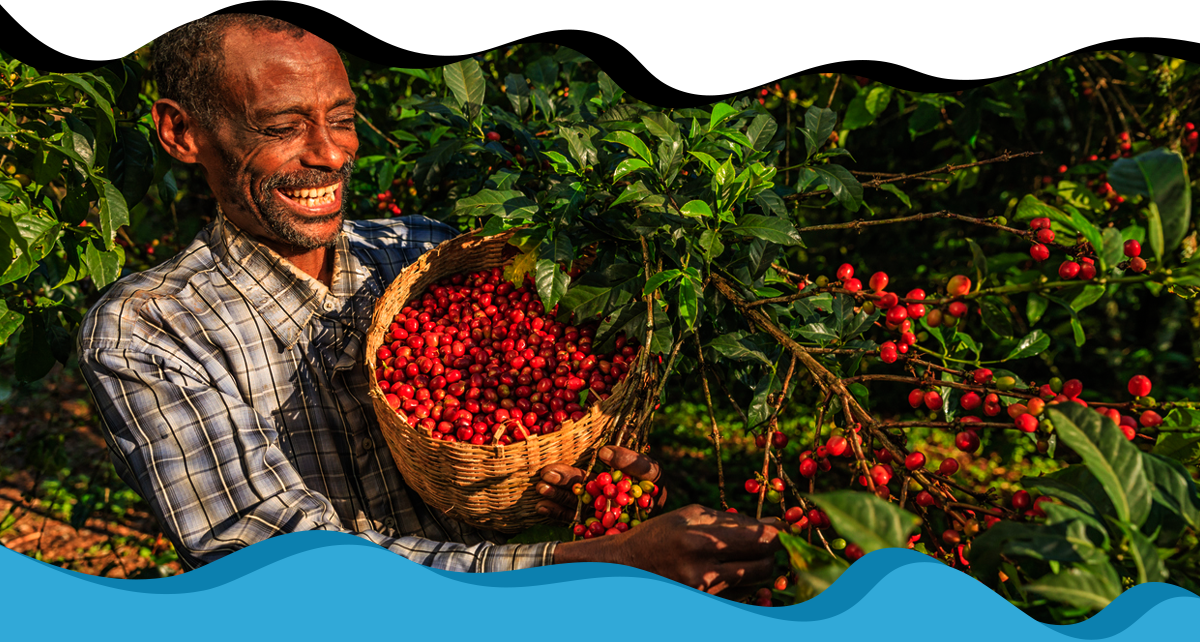 Harvesting coffee beans