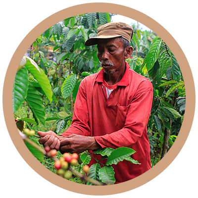 A Guide To The World’s Biggest Coffee Growers | PureGusto