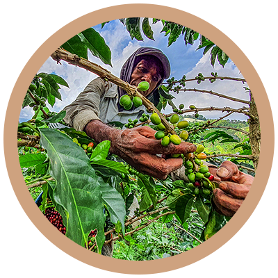 A Guide To The World’s Biggest Coffee Growers | PureGusto