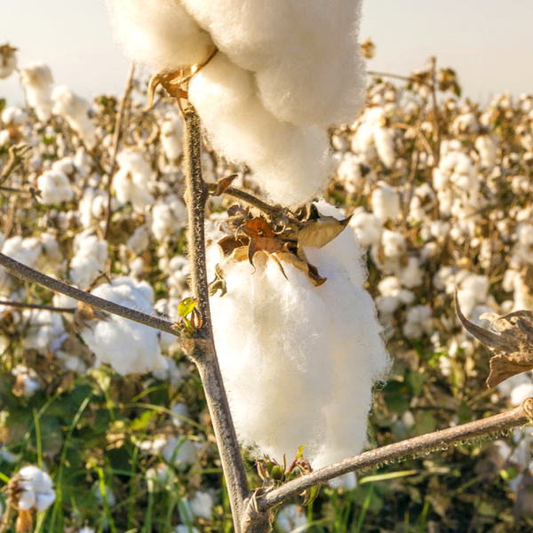 What is Egyptian Cotton? Everything You Need to Know