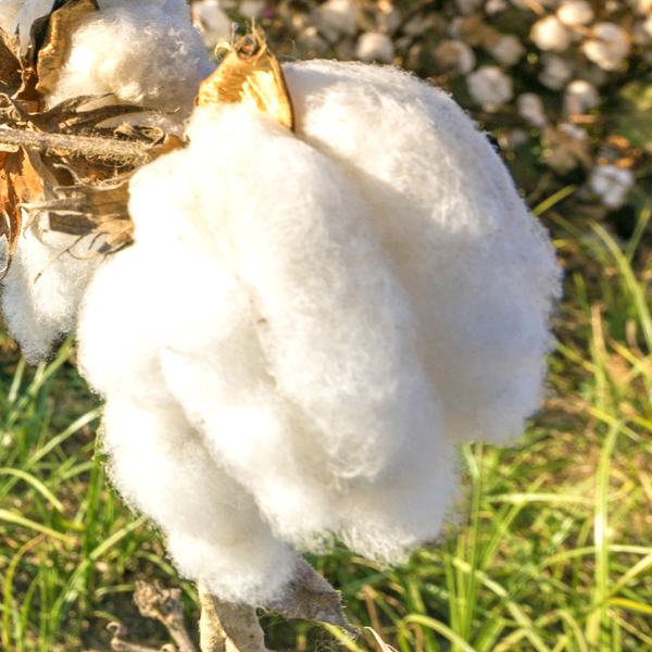 What is Pima Cotton?
