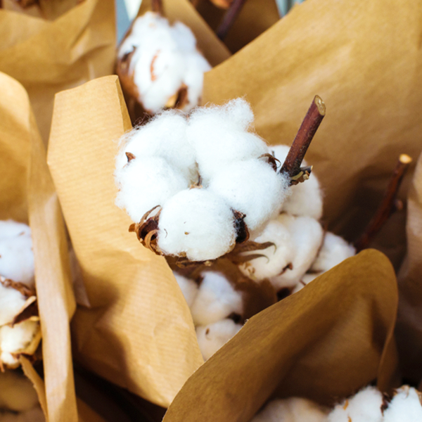 The Difference Between Cotton and Egyptian Cotton