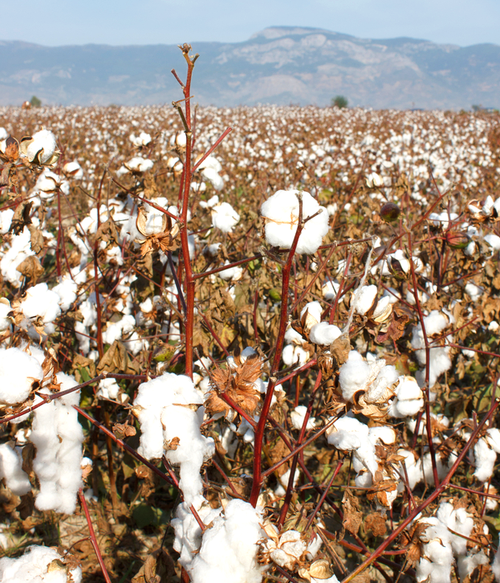 EGYPTIAN COTTON VS TURKISH COTTON